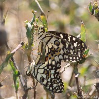 Papilio demoleus Linnaeus, 1758